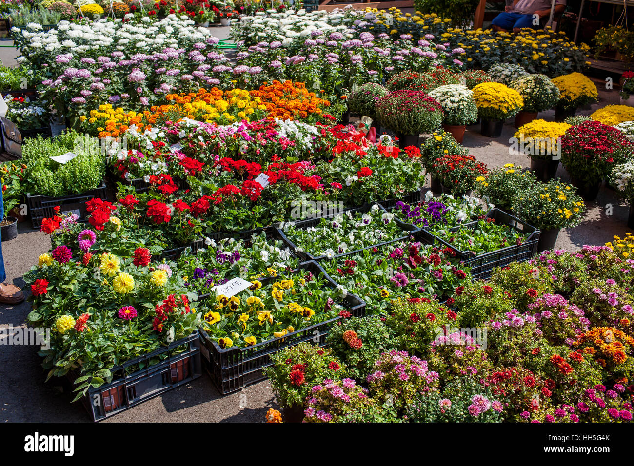 Flowers For Sale Stock Photo Alamy