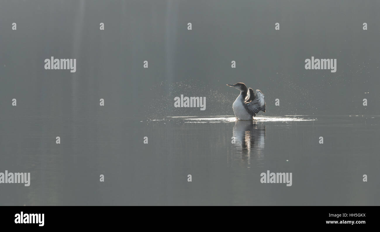 Common Loon, Gavia Immer, stands up in water, flapping his wings, displaying winter tan colors. Stock Photo
