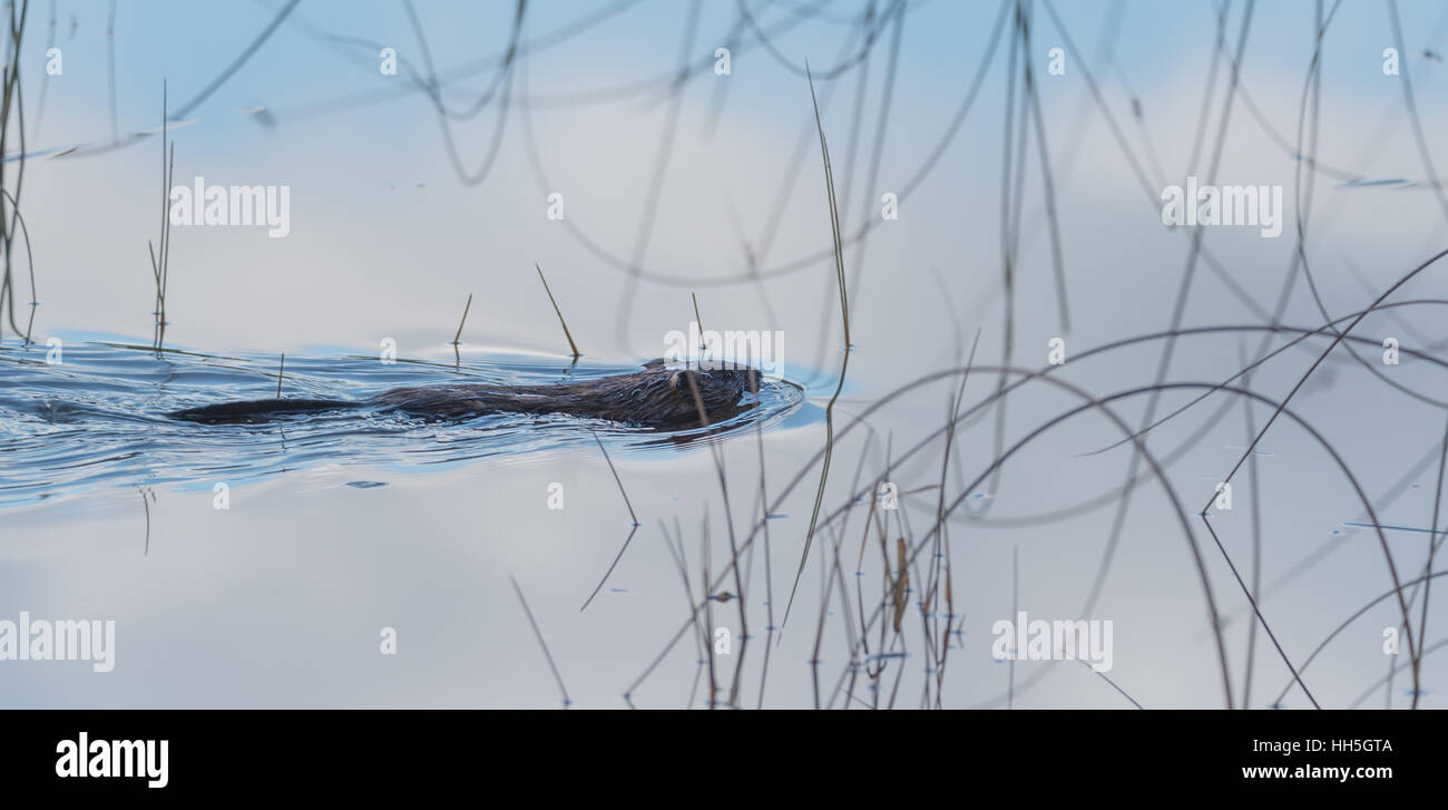 Common beaver (Castor Canadensis).  Small water mammal swims quietly by. Stock Photo