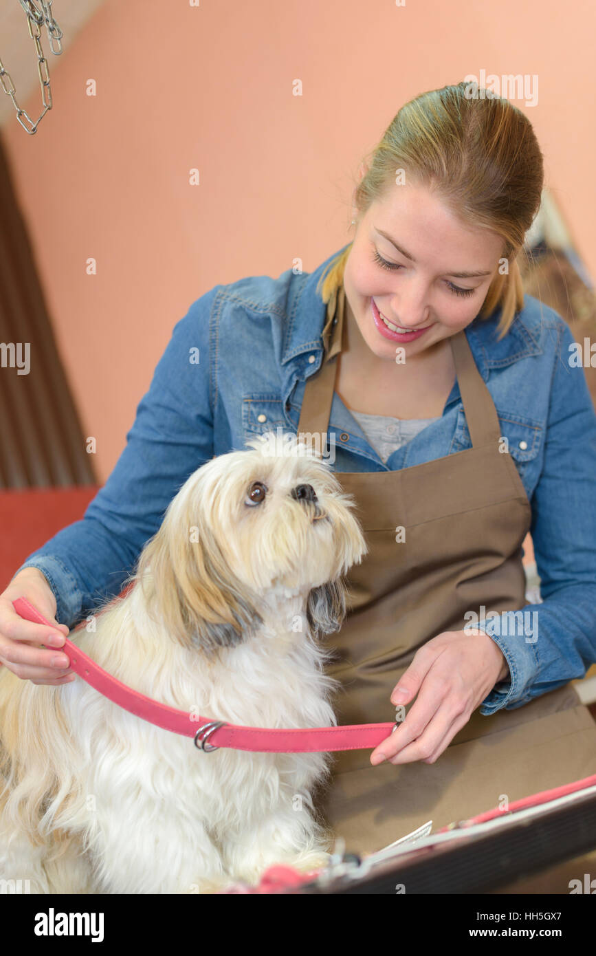 Worker putting collar on dog Stock Photo Alamy