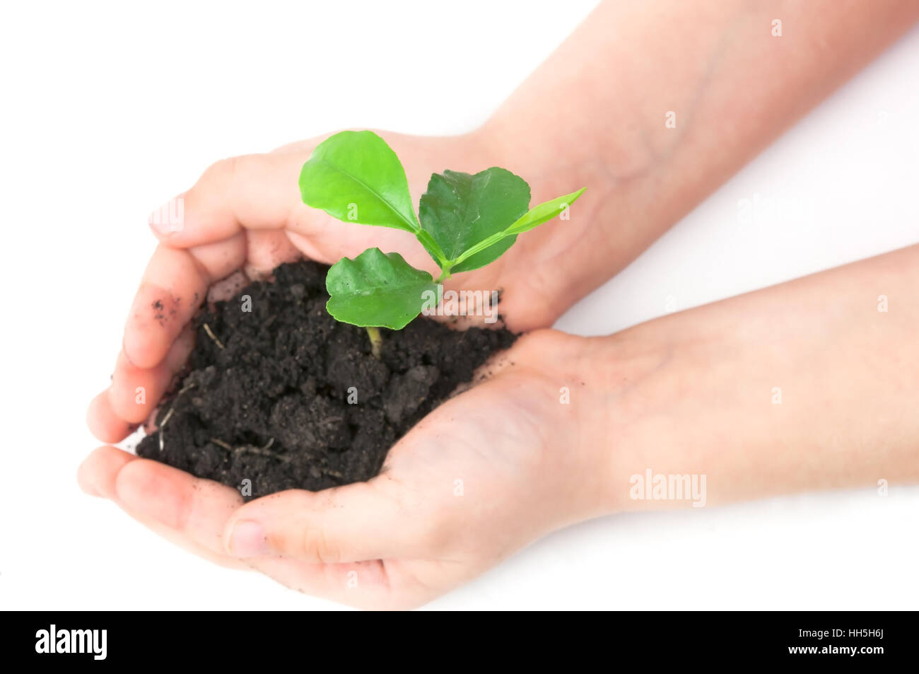 small plant cupped in child hands Stock Photo