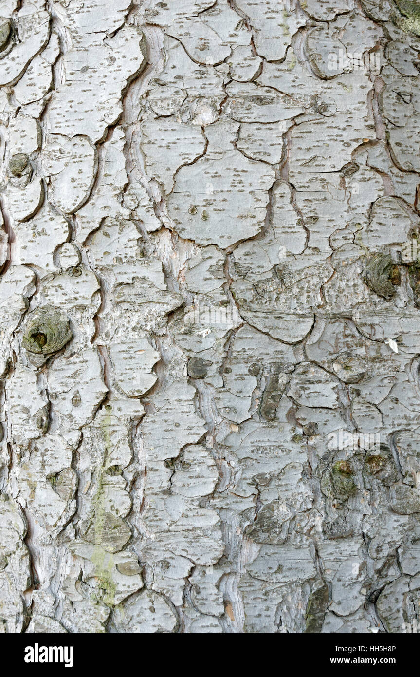 Scaly bark hires stock photography and images Alamy