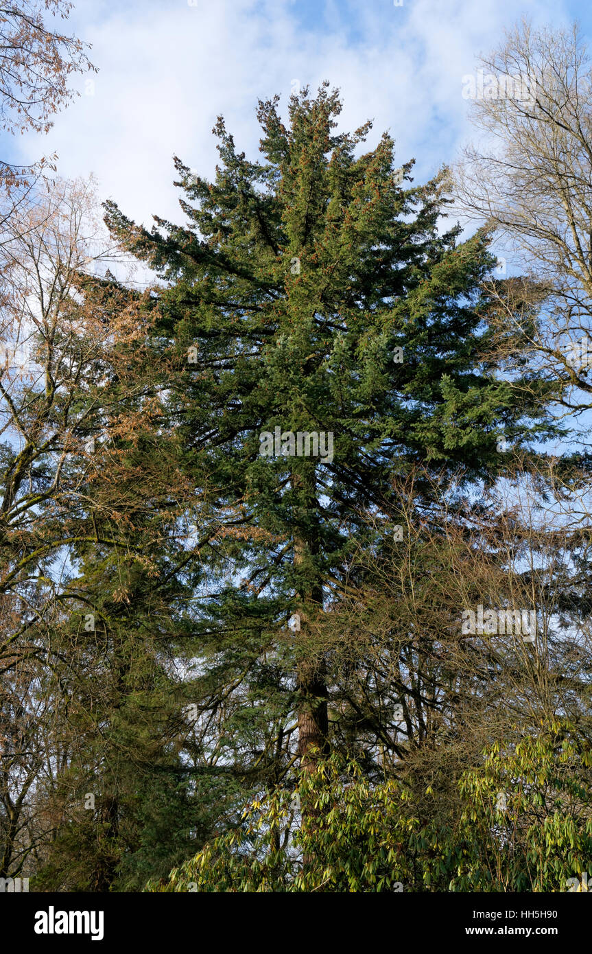 Mature Douglas fir tree (Pseudotsuga menziesii) in Shaugnessy Park, Vancouver, British Columbia, Canada Stock Photo