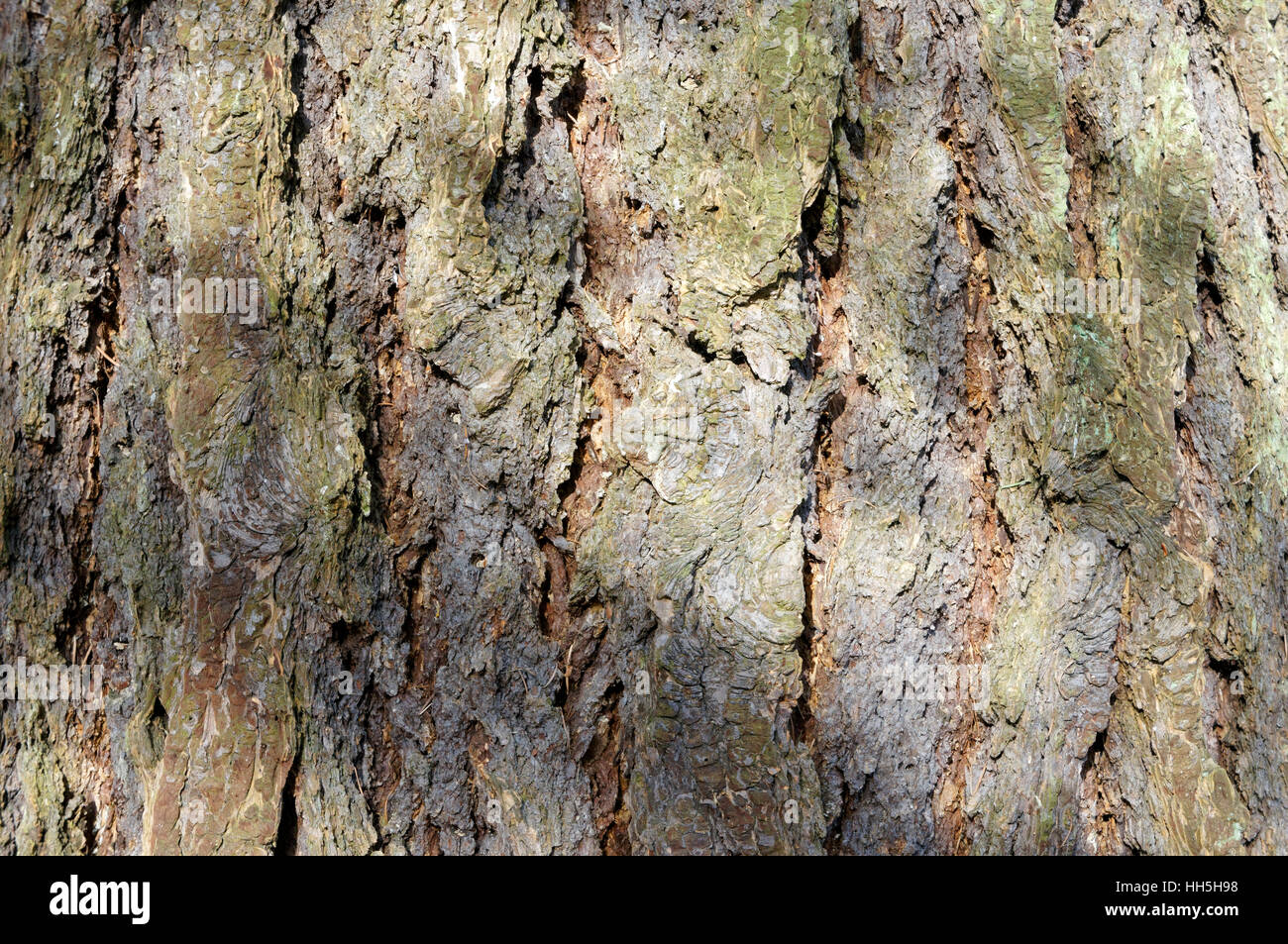 Rough bark of a Douglas fir (Pseudotsuga menziesii) tree, Vancouver