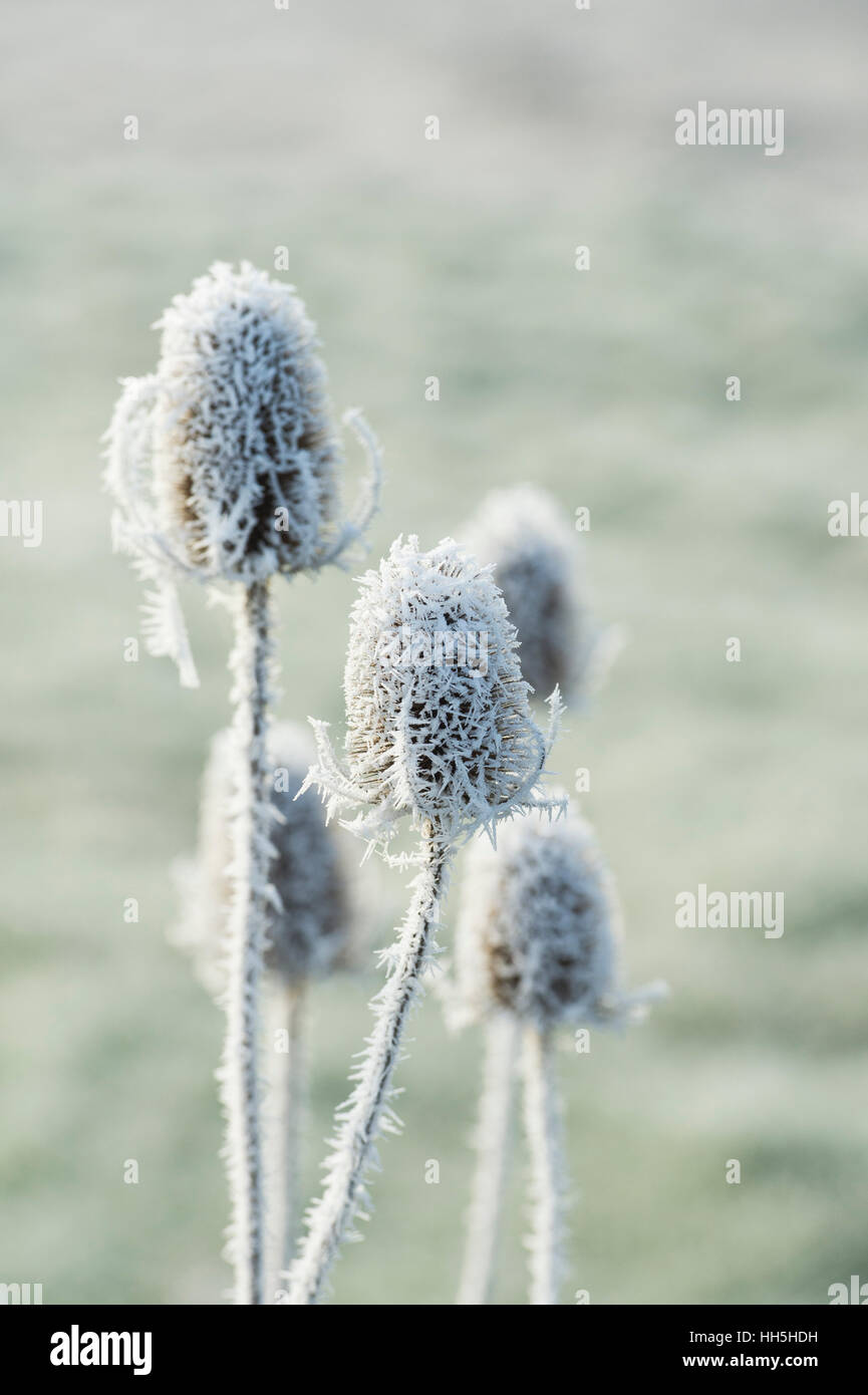 Dipsacus fullonum. Teasel covered in hoar frost in winter Stock Photo