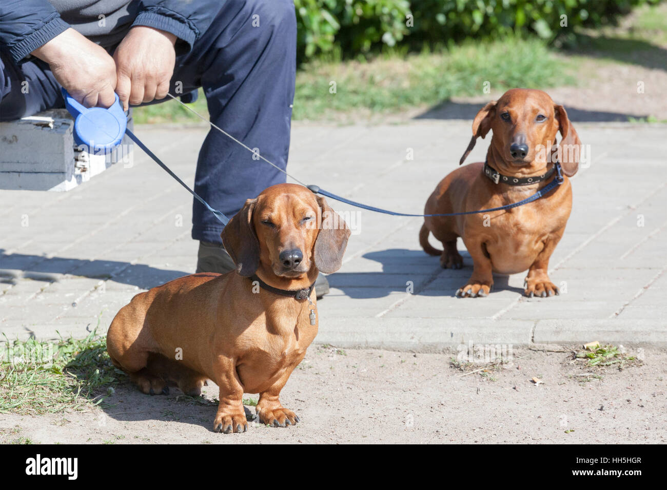 two dachshunds on a lead with the owner in summer day Stock Photo