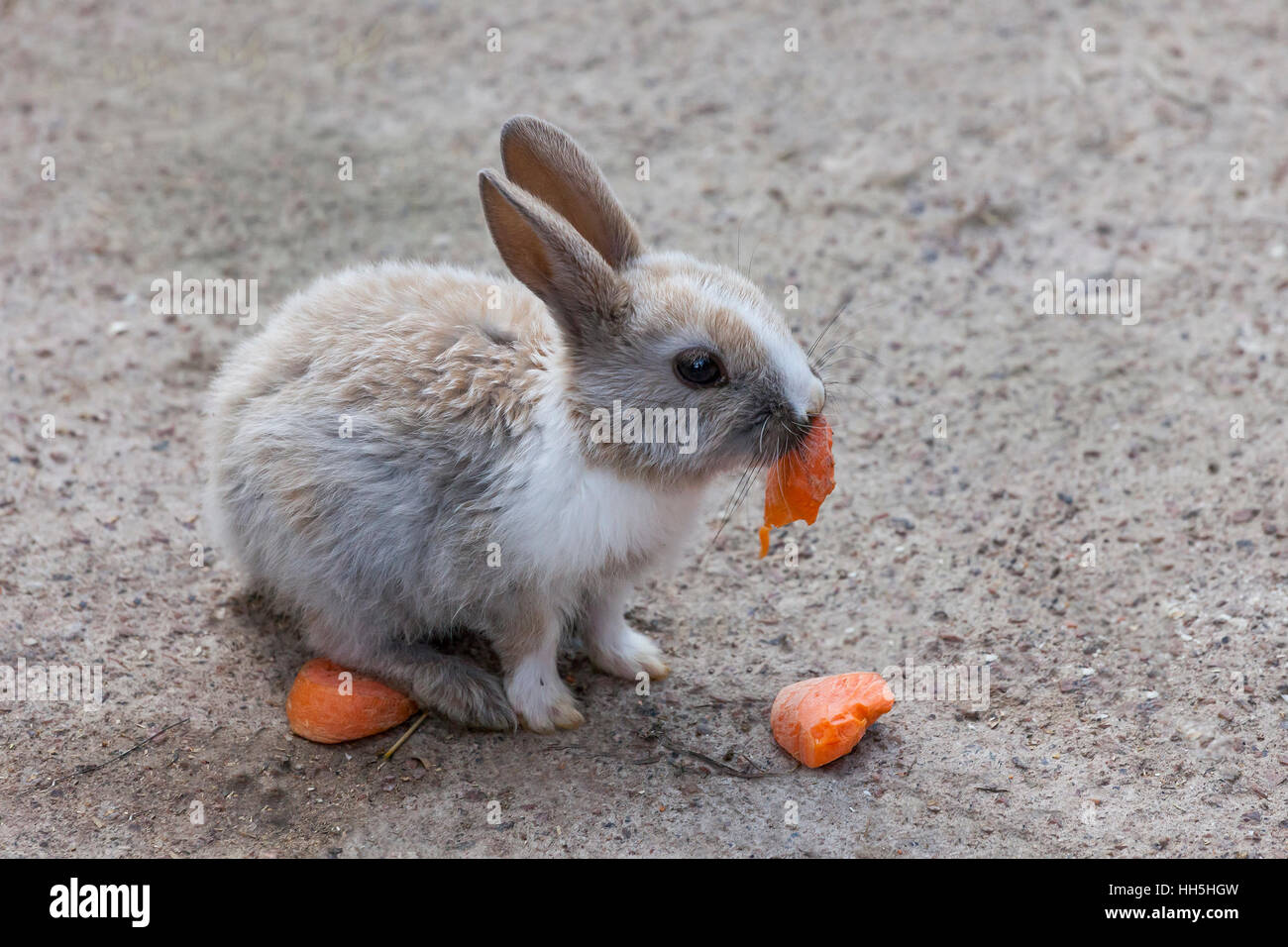 Rabbit Eating Carrot Stock Photos Rabbit Eating Carrot Stock