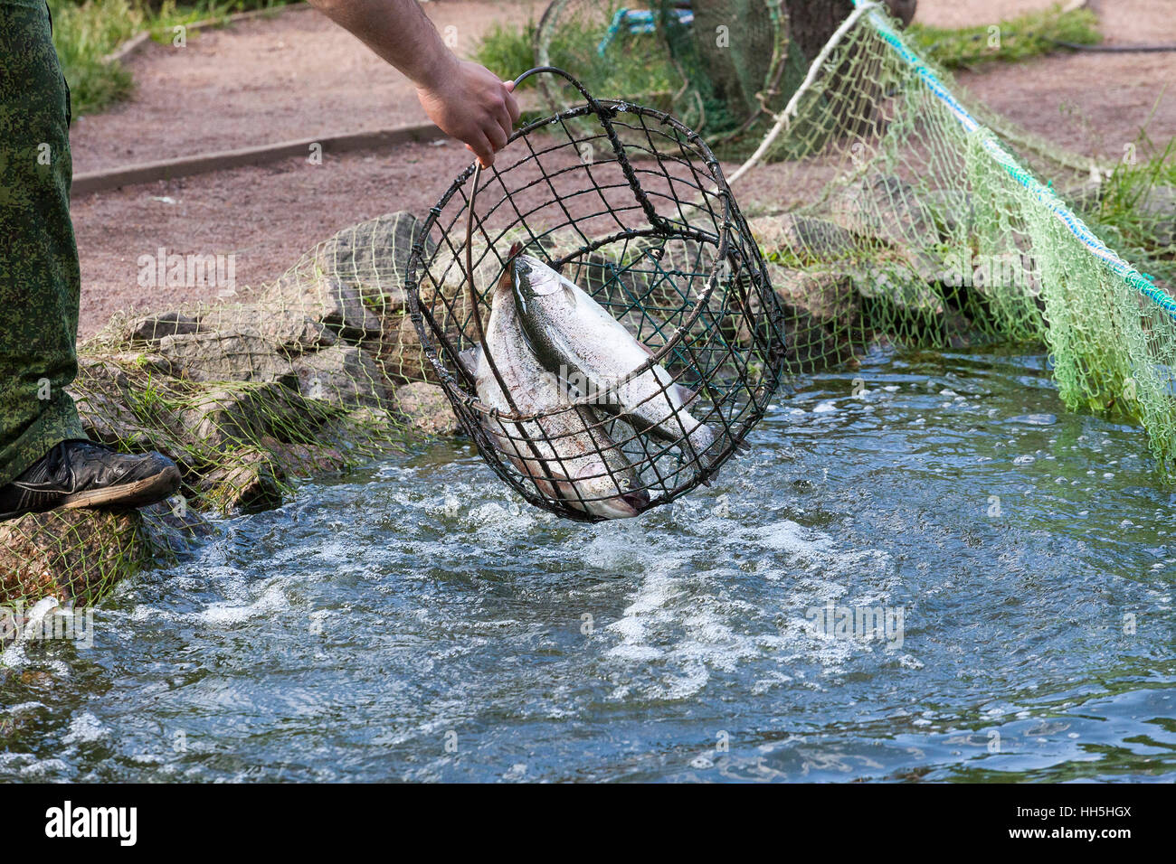 the fisherman pulls out a trout a net from a pond in clear summer day Stock Photo