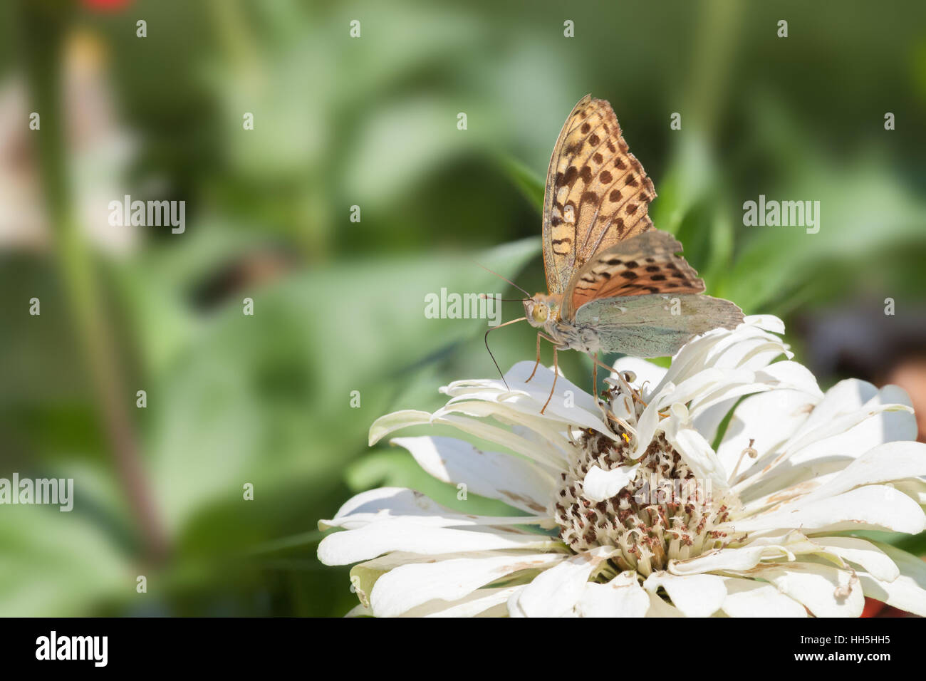 Closeup butterfly on flower in the bright summer afternoon Stock Photo