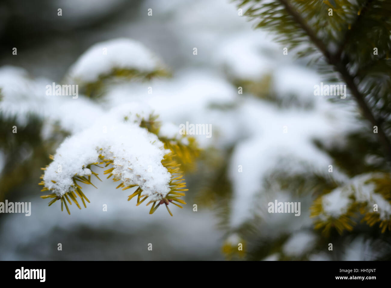 A pine tree branch covered with snow Stock Photo - Alamy