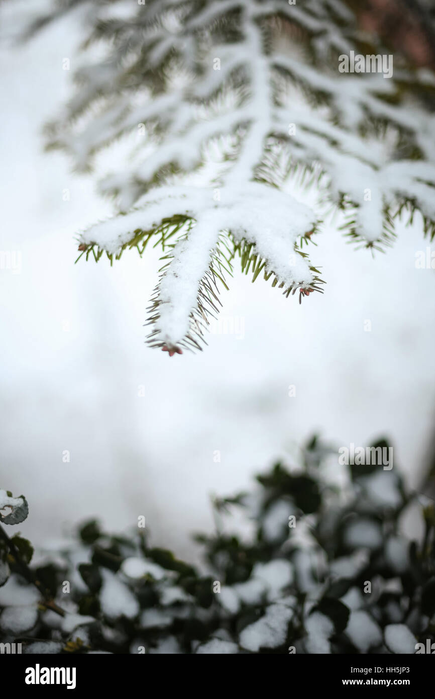 A pine tree branch covered with snow Stock Photo - Alamy