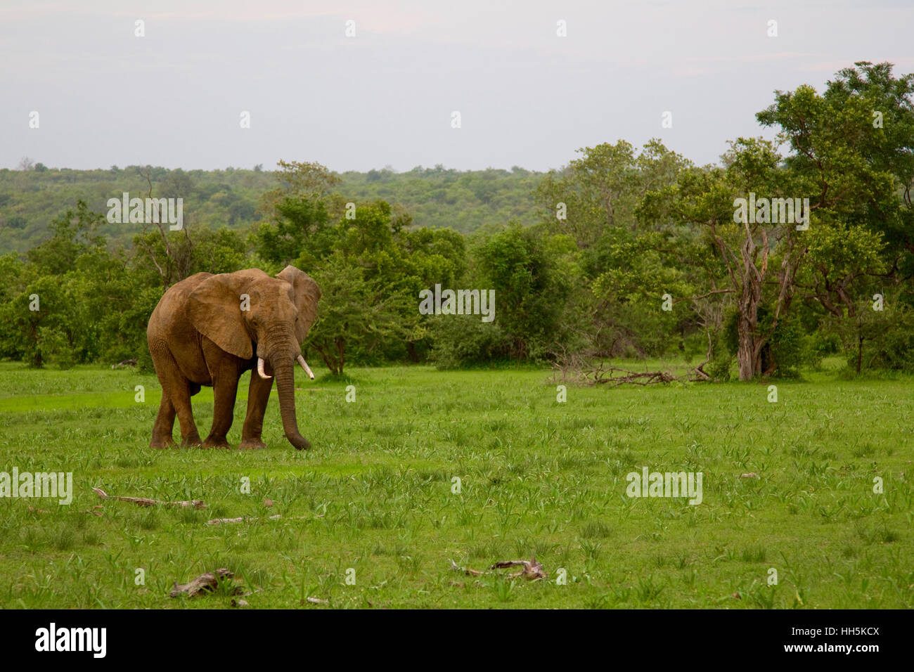 Wild bull elephant grazing alone at the Selous Game Reserve in Tanzania (Africa) during the evening Stock Photo