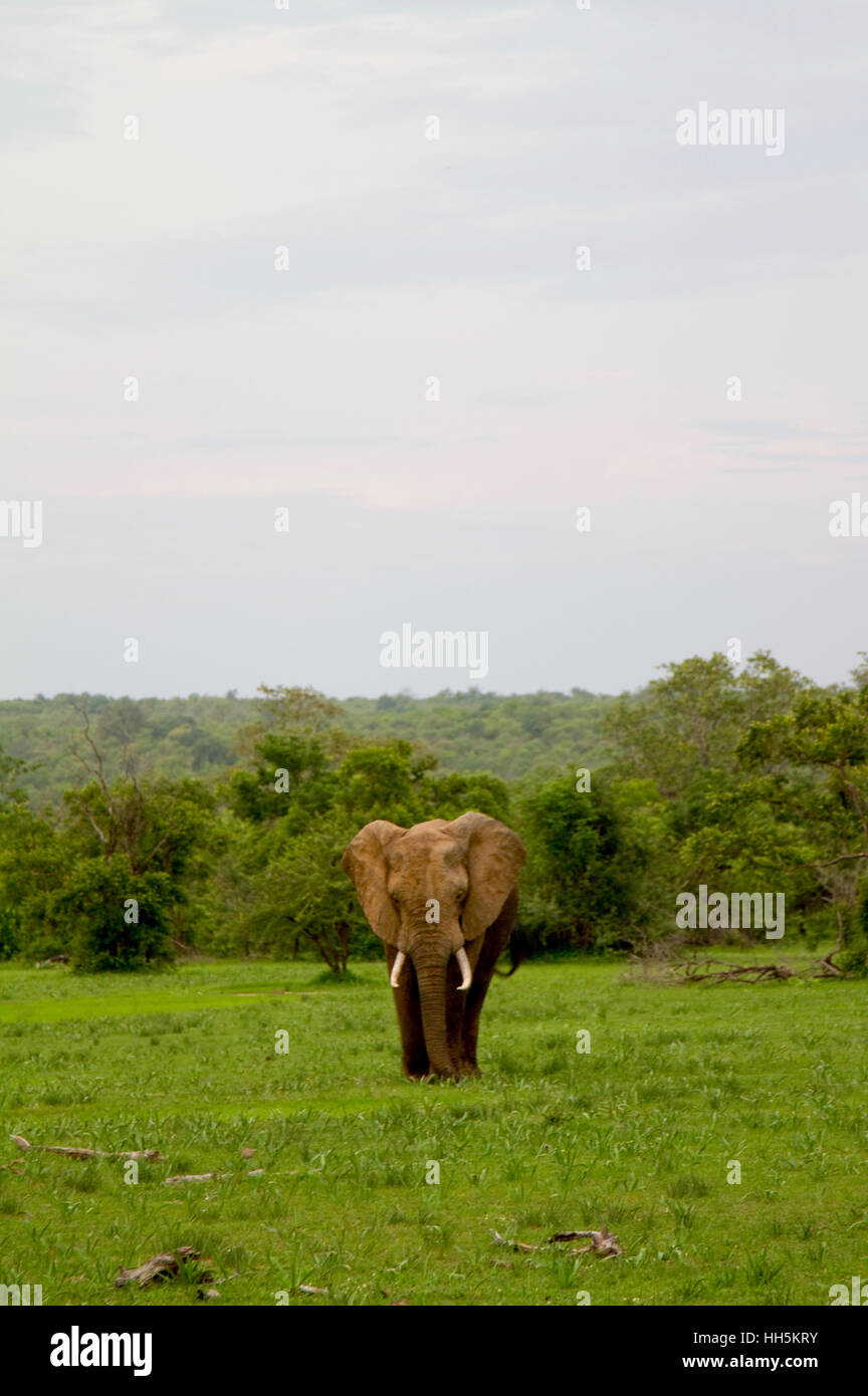 Wild bull elephant grazing alone at the Selous Game Reserve in Tanzania (Africa) during the evening Stock Photo