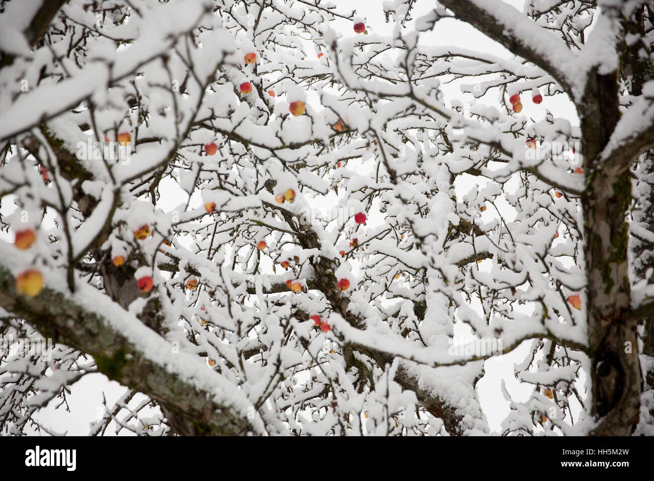 Frozen winter apples Stock Photo - Alamy