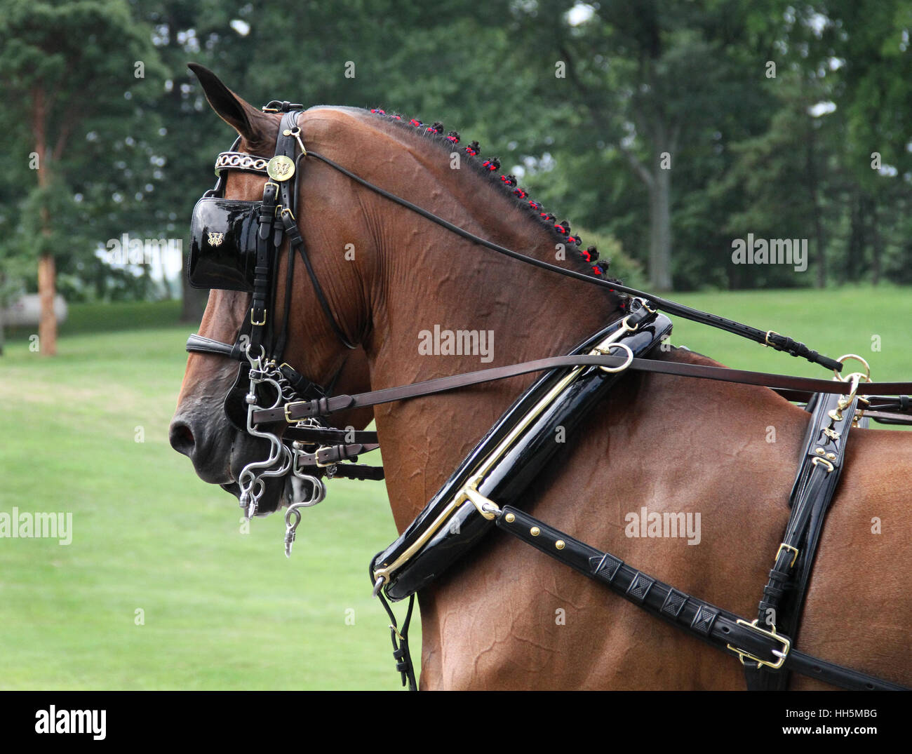 Horse pair driving hires stock photography and images Alamy