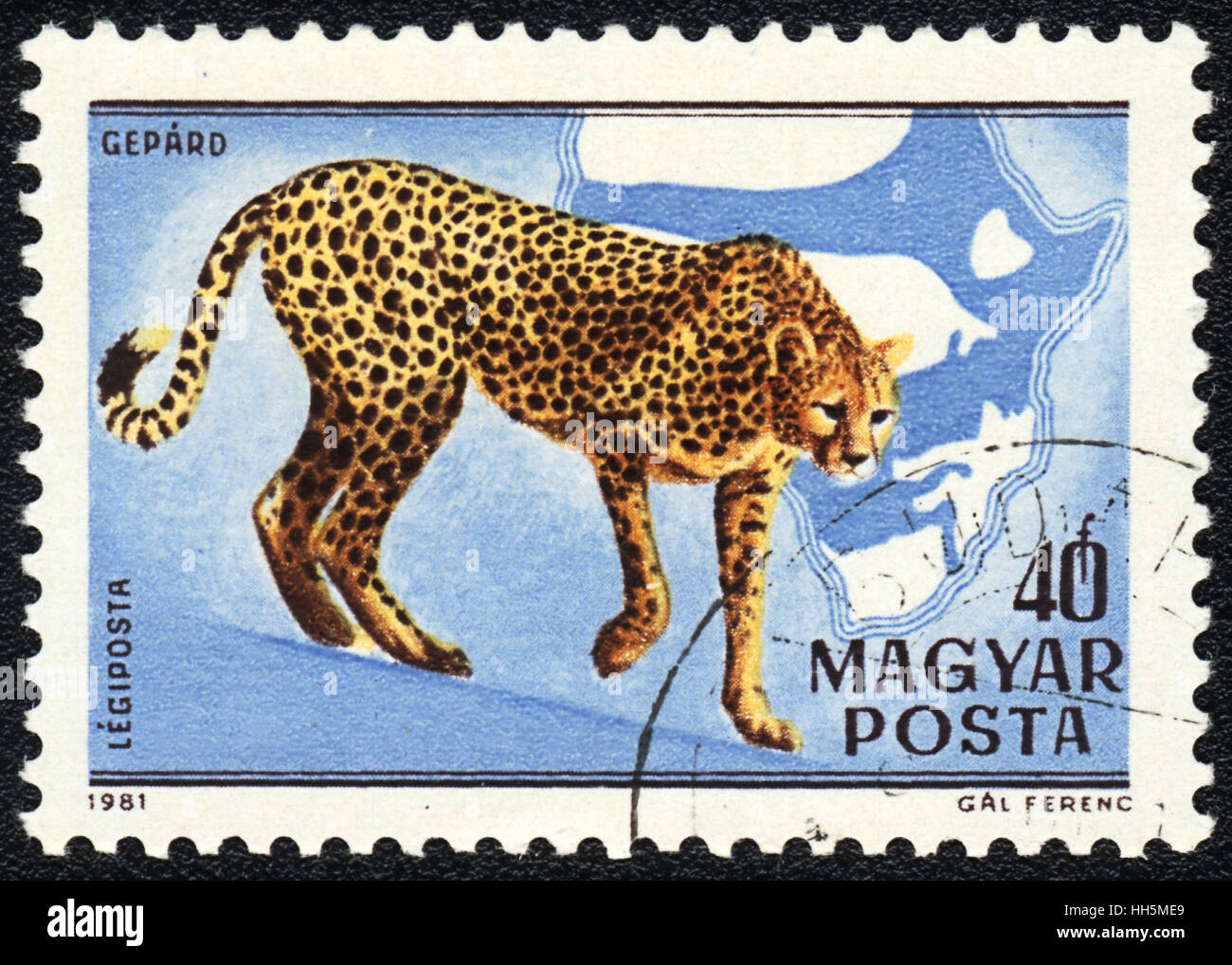 A postage stamp printed in Hungary shows a Acinonyx jubatus, Africa series, 1981 Stock Photo