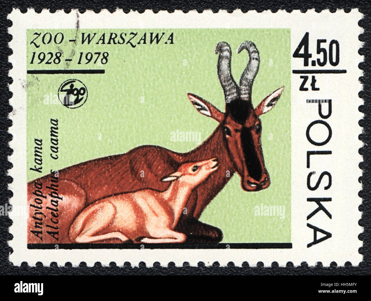 A postage stamp printed in Poland shows  a Alcelaphus caama, series Zoo Warsaw 1928-1978, 1978 Stock Photo