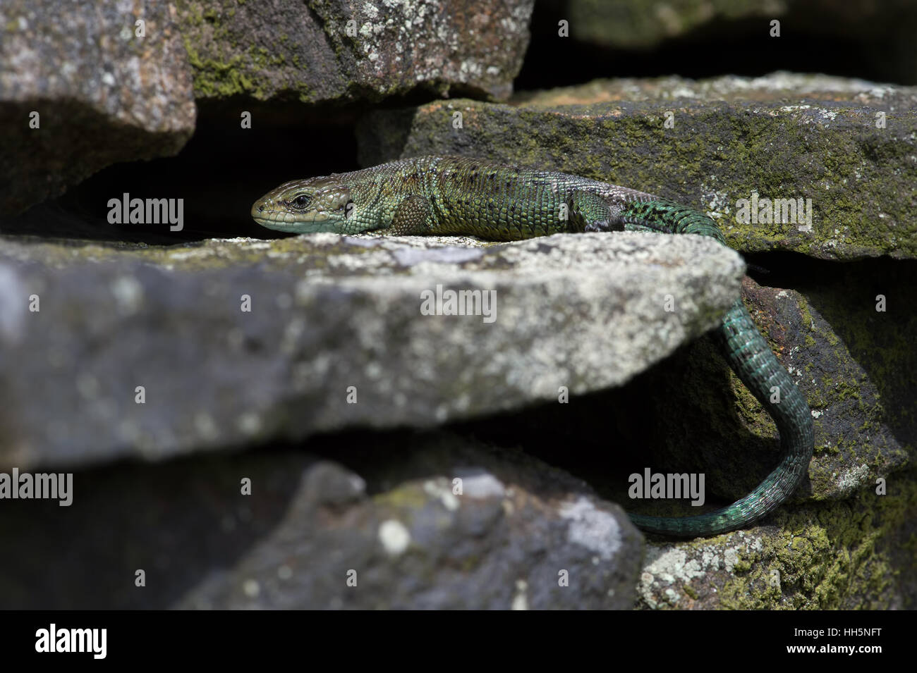 Common Lizard (Zootoca vivipara) Stock Photo