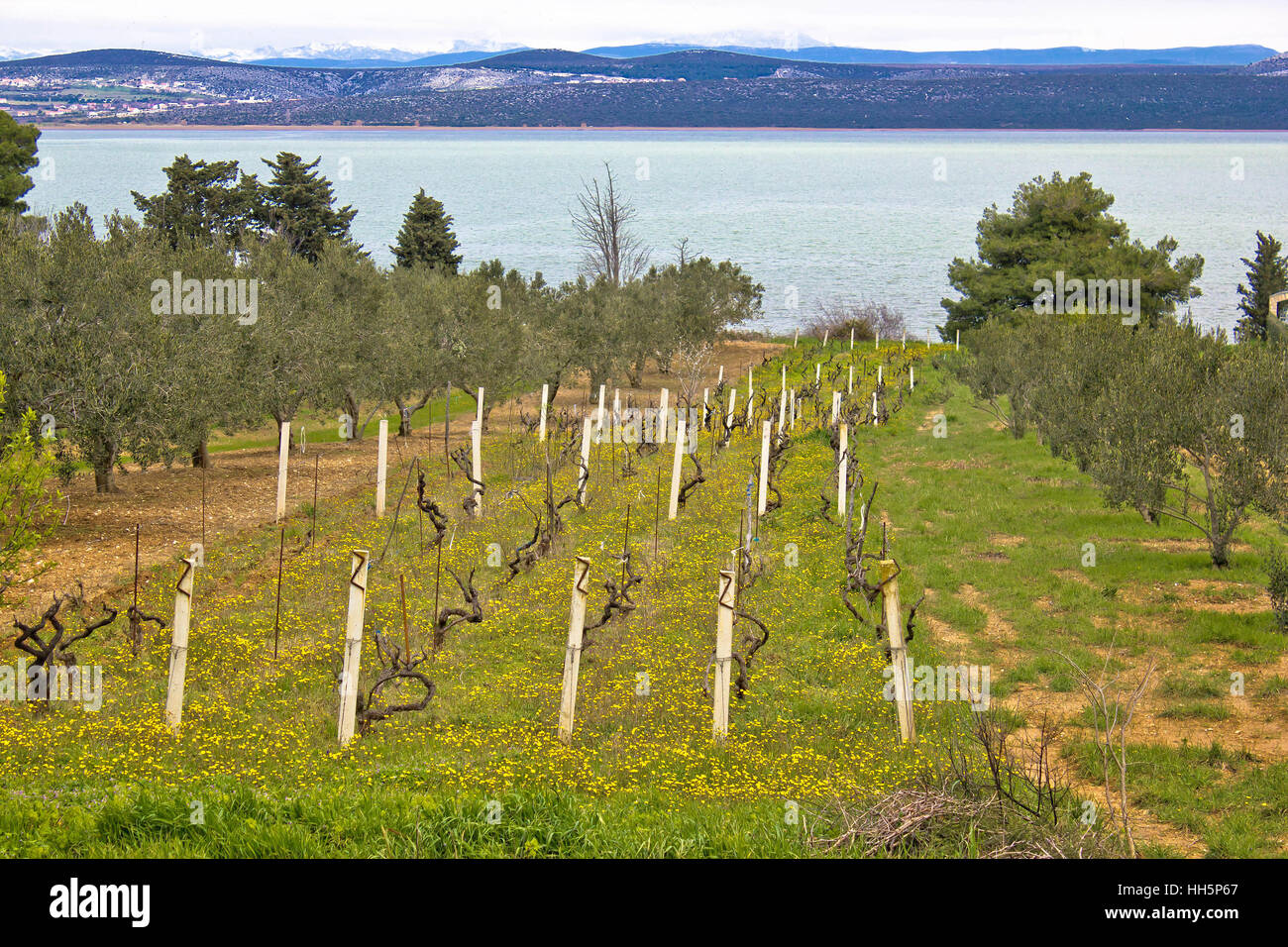 Vineyard and olive trees groove by the lake Vrana in Croatia Stock Photo