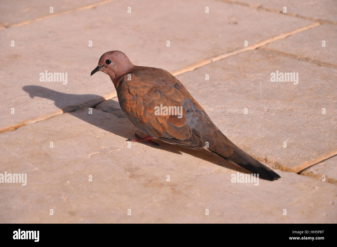 Brown pigeon standing on land Stock Photo Alamy