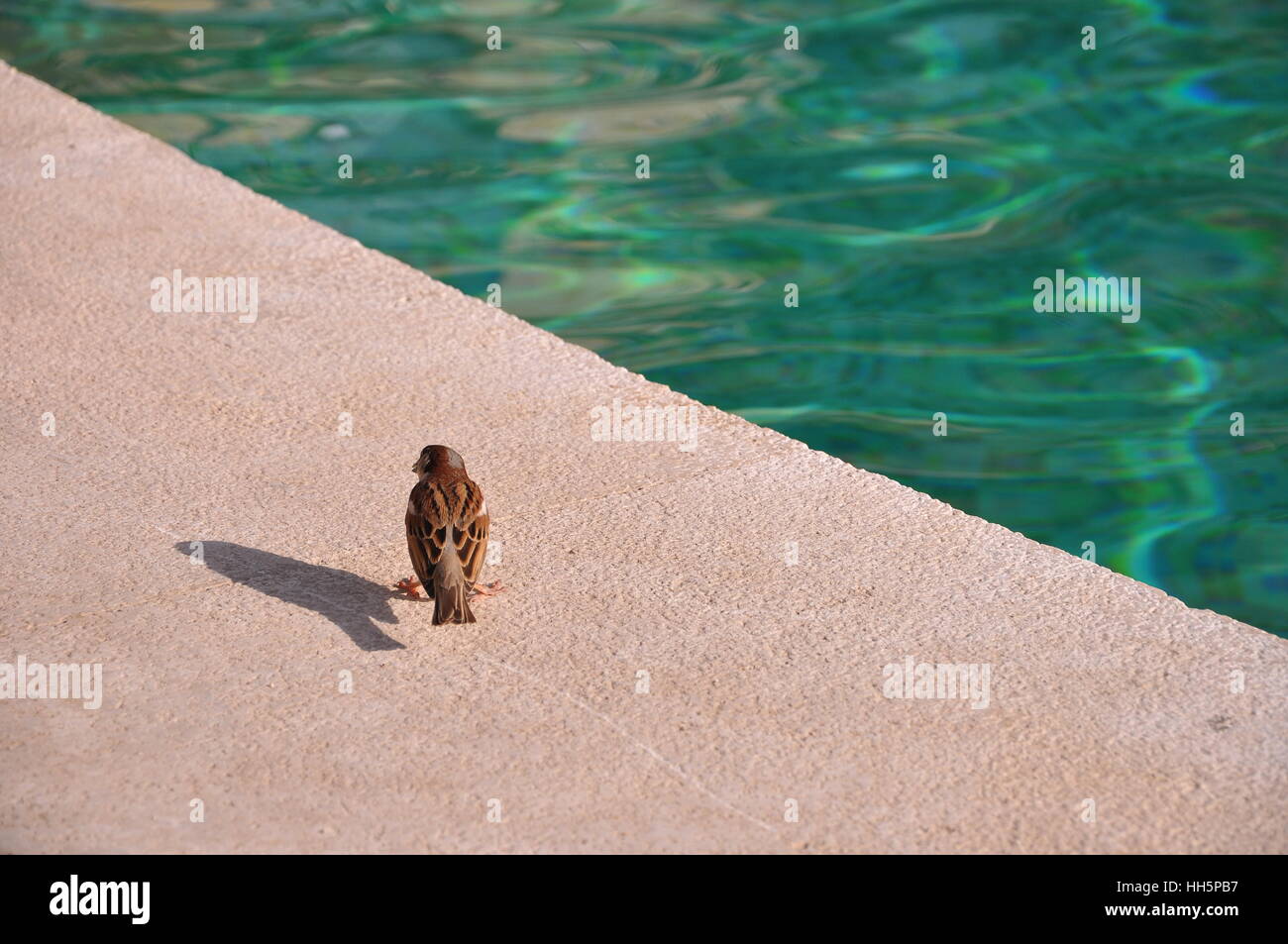 Sparrow bird standing next to a swimming pool Stock Photo - Alamy