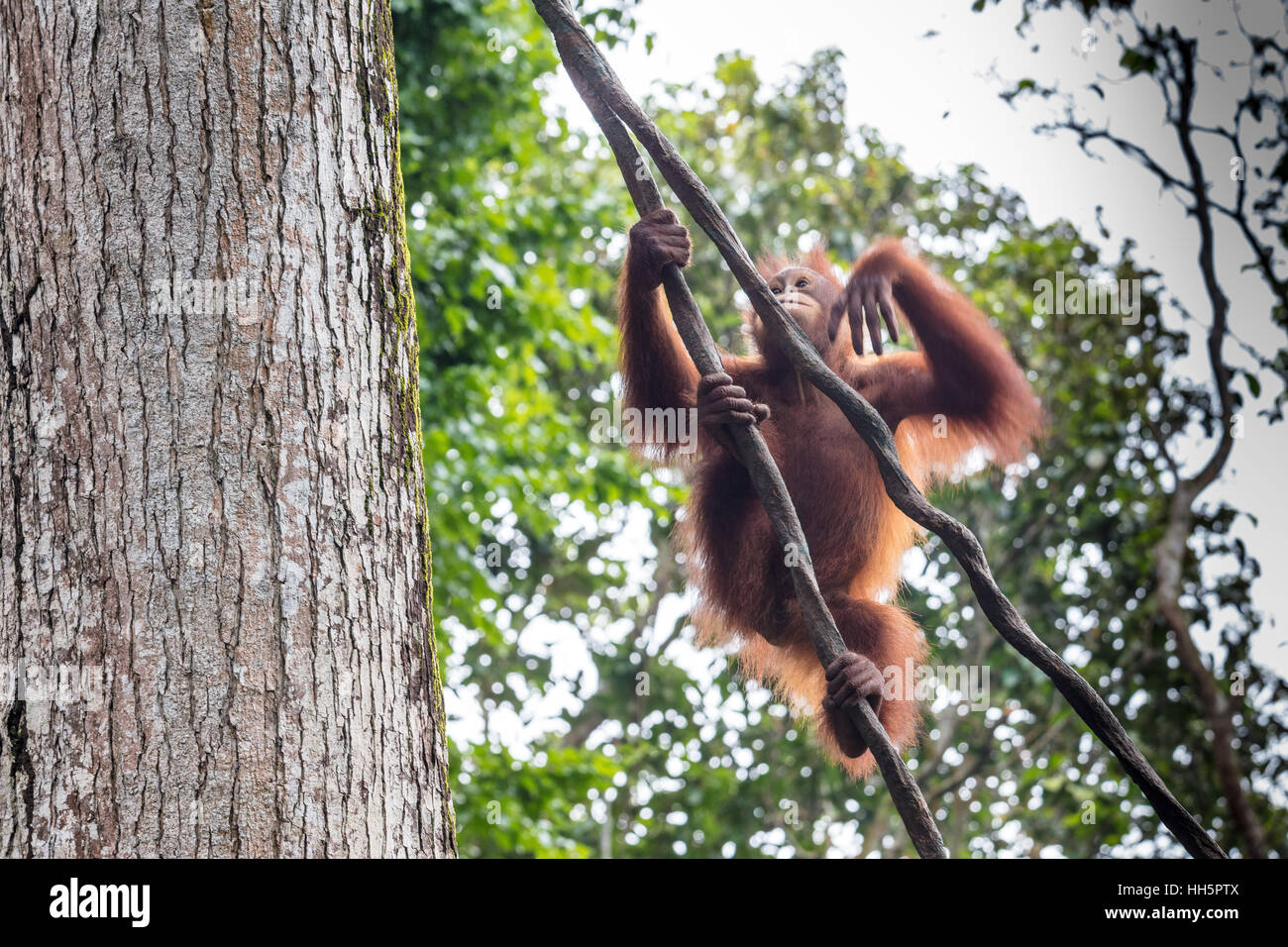Long Haired Ape Stock Photos Long Haired Ape Stock Images Alamy