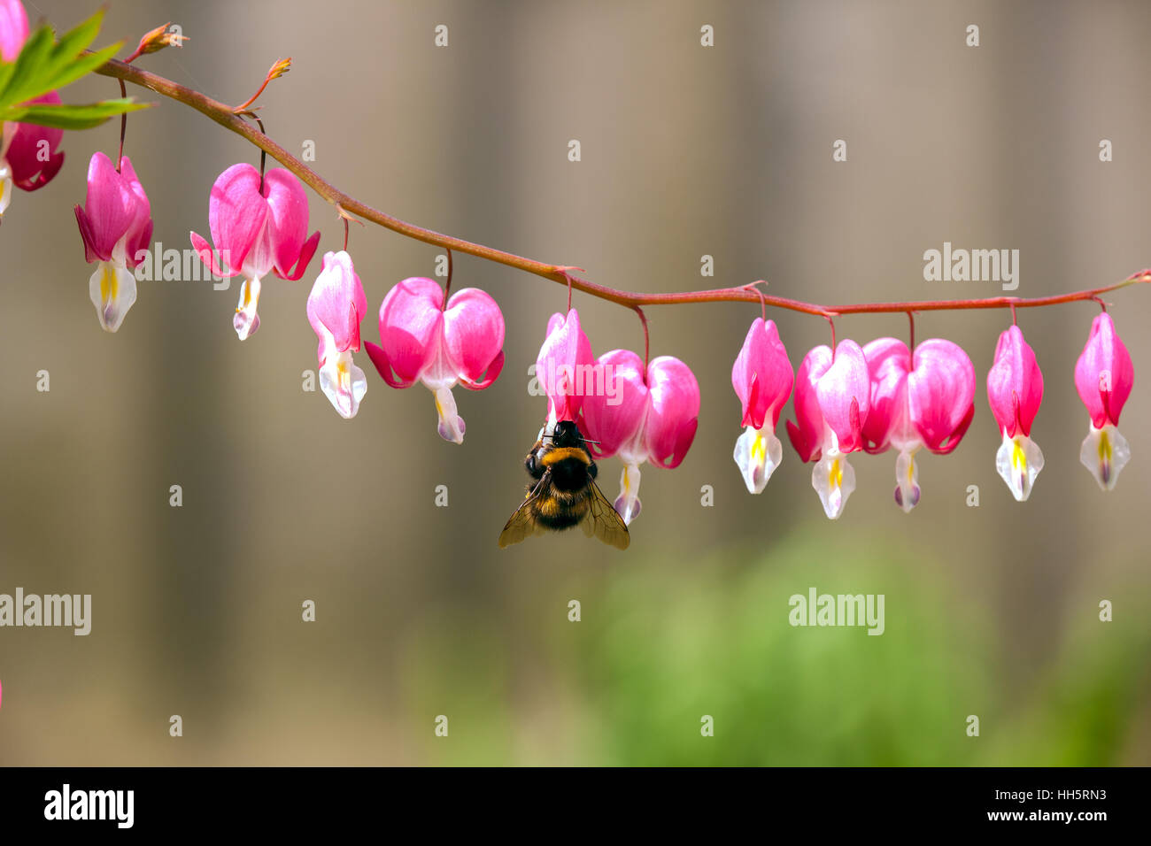 Bee taking nectar from Bleeding Heart flower Dicentra Spectabilis in an English country garden during  springtime Stock Photo