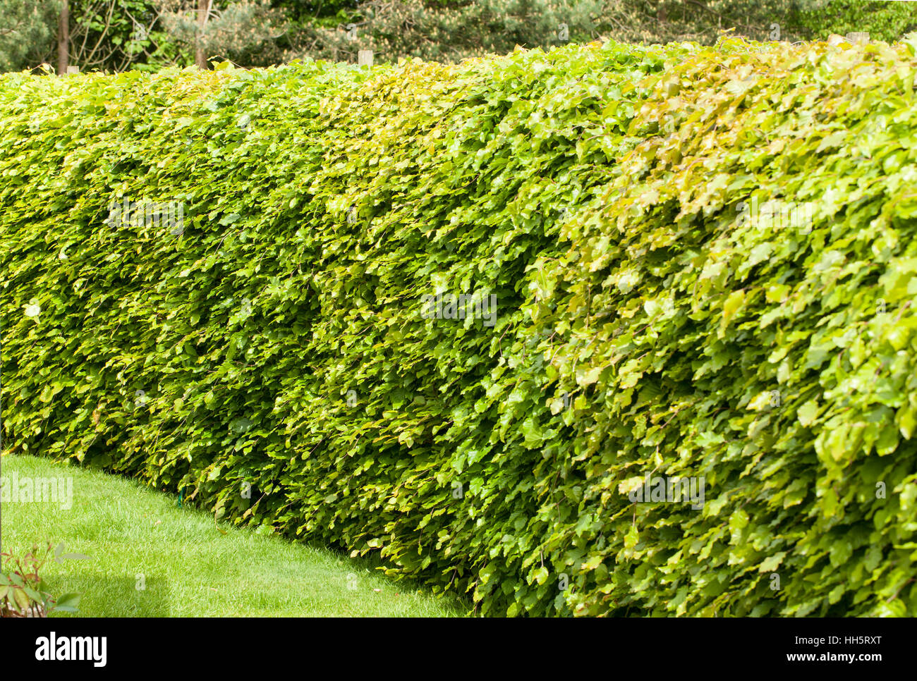 Green beech hedge agus sylvatica in new leaf in springtime Stock Photo