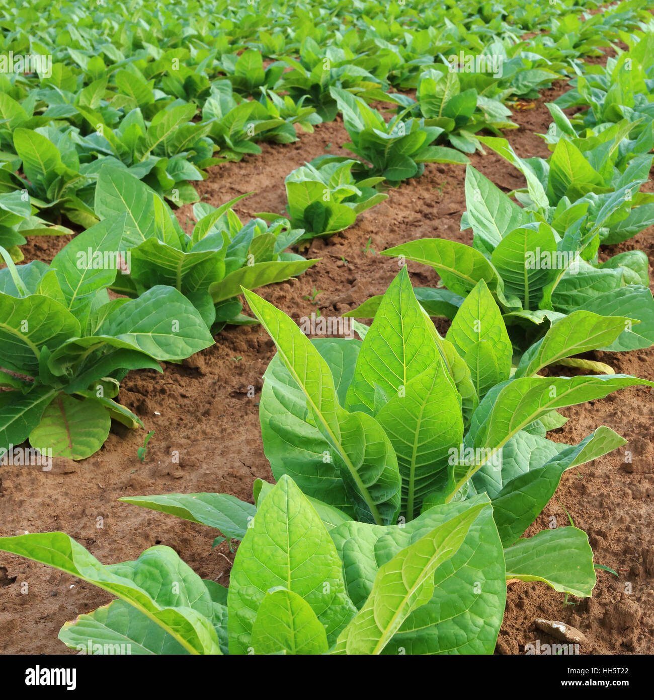 Tobacco plantation in a field Stock Photo Alamy