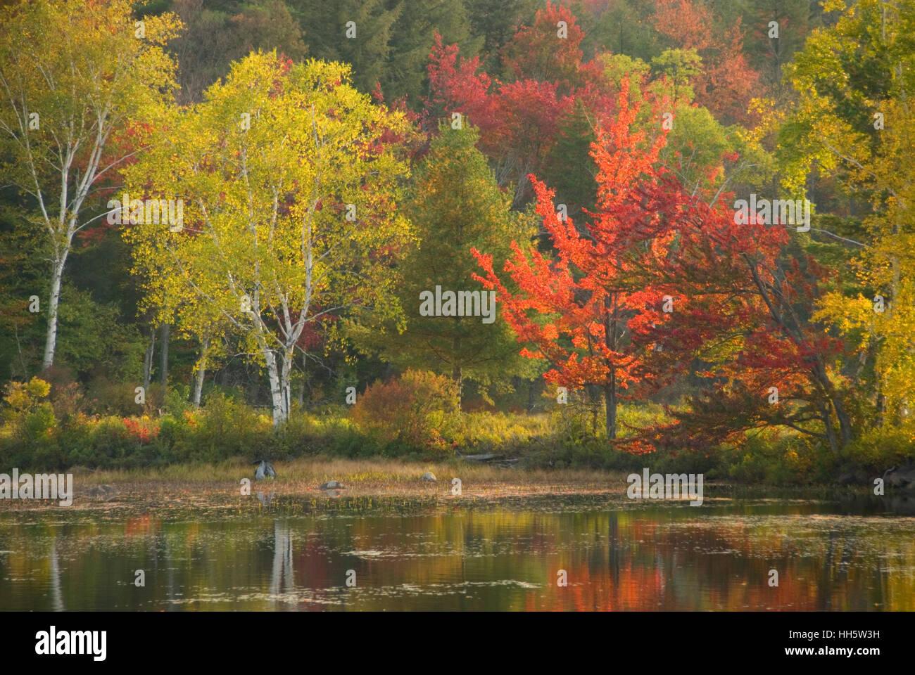 Forest edge at Tupper Lake, St Regis Canoe Area, Adirondack Forest