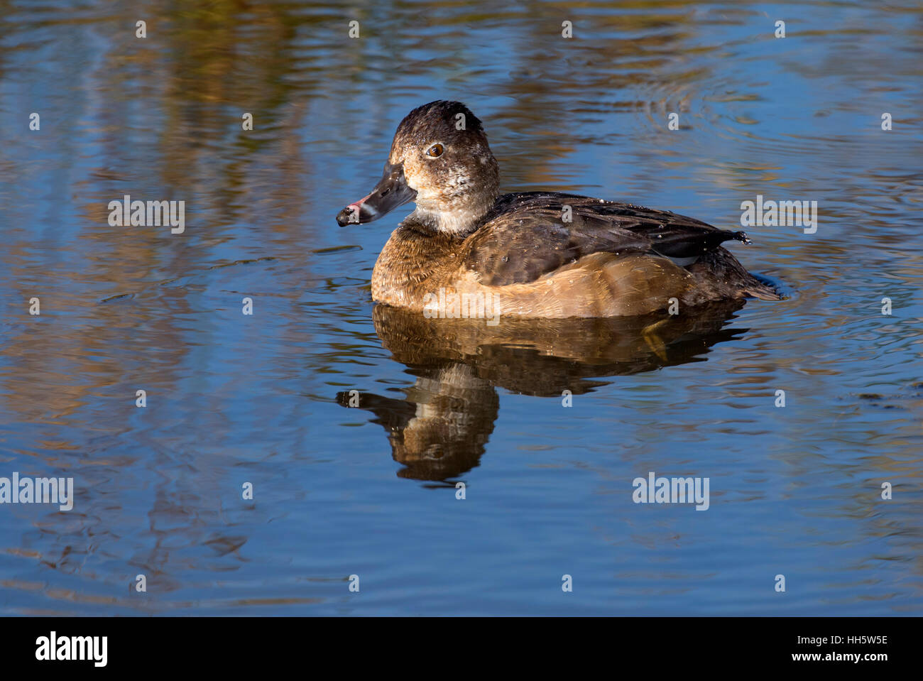 Ring-necked duck, Ridgefield National Wildlife Refuge, Washington Stock Photo