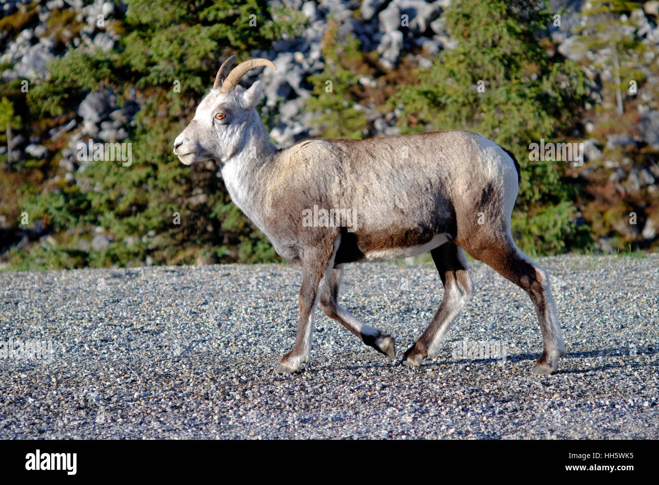 Rocky Mountain bighorn sheep. Ewe has short, slender horns that never form more than half-curl. These horns can weigh up to 14 k Stock Photo
