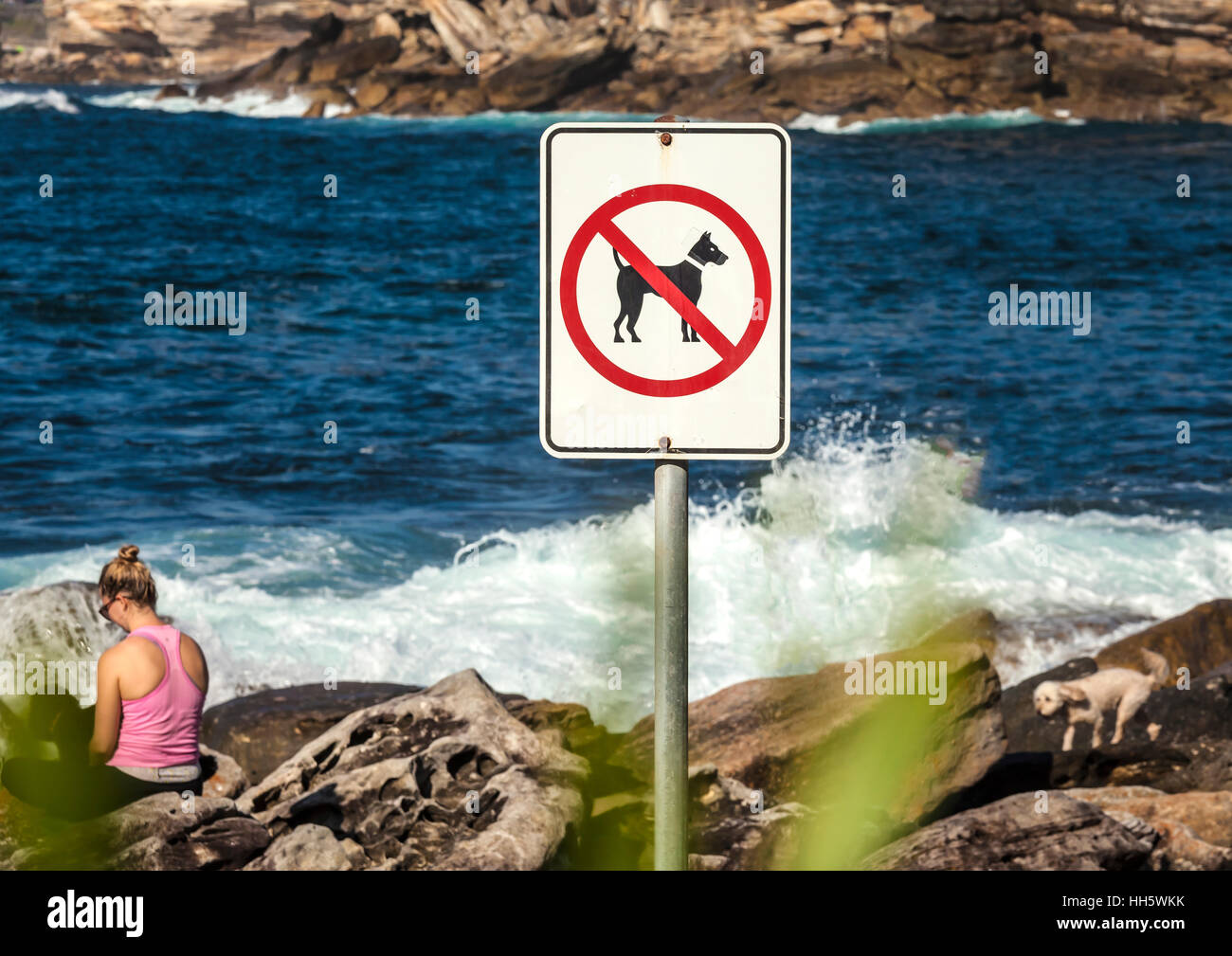 Notice - No dogs allowed but no one told the dog Stock Photo