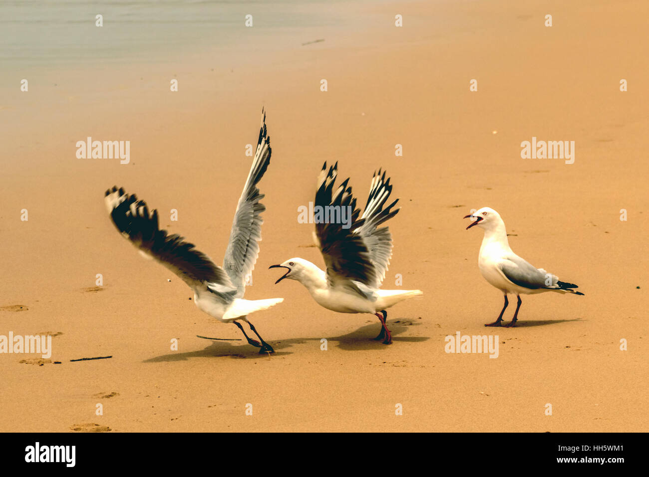 Seagulls fighting on beach Stock Photo