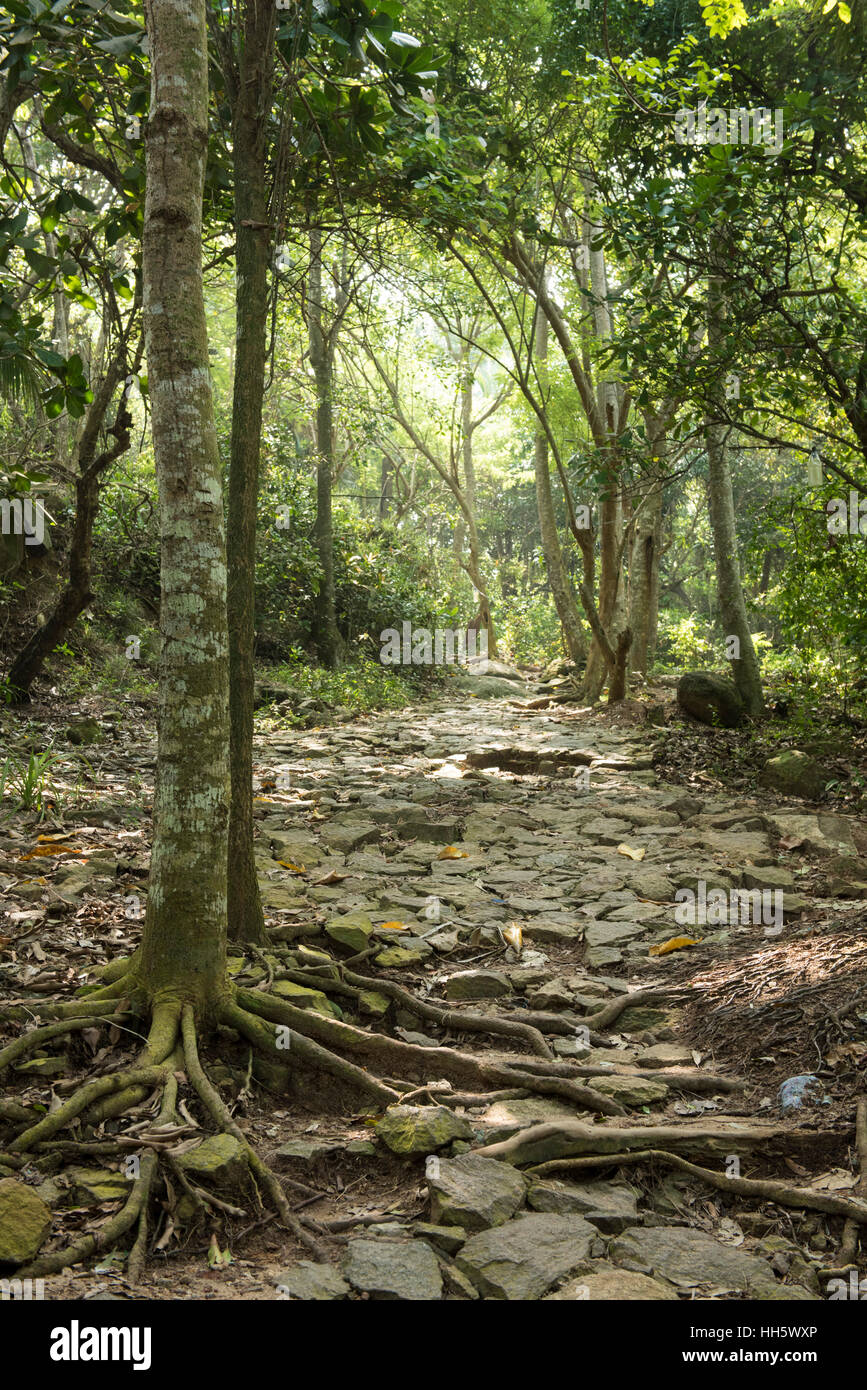 Forest path leading to Jungle beach, Unawatuna, Sri Lanka Stock Photo