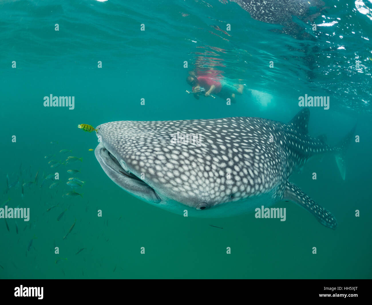 A whale shark researcher uses a laser measuring system to estimate the