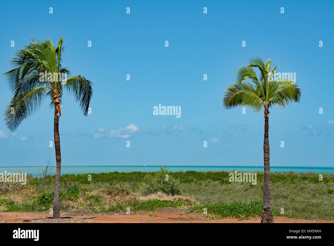 Palm tree by the beach in Broome, Western Australia with blue sky