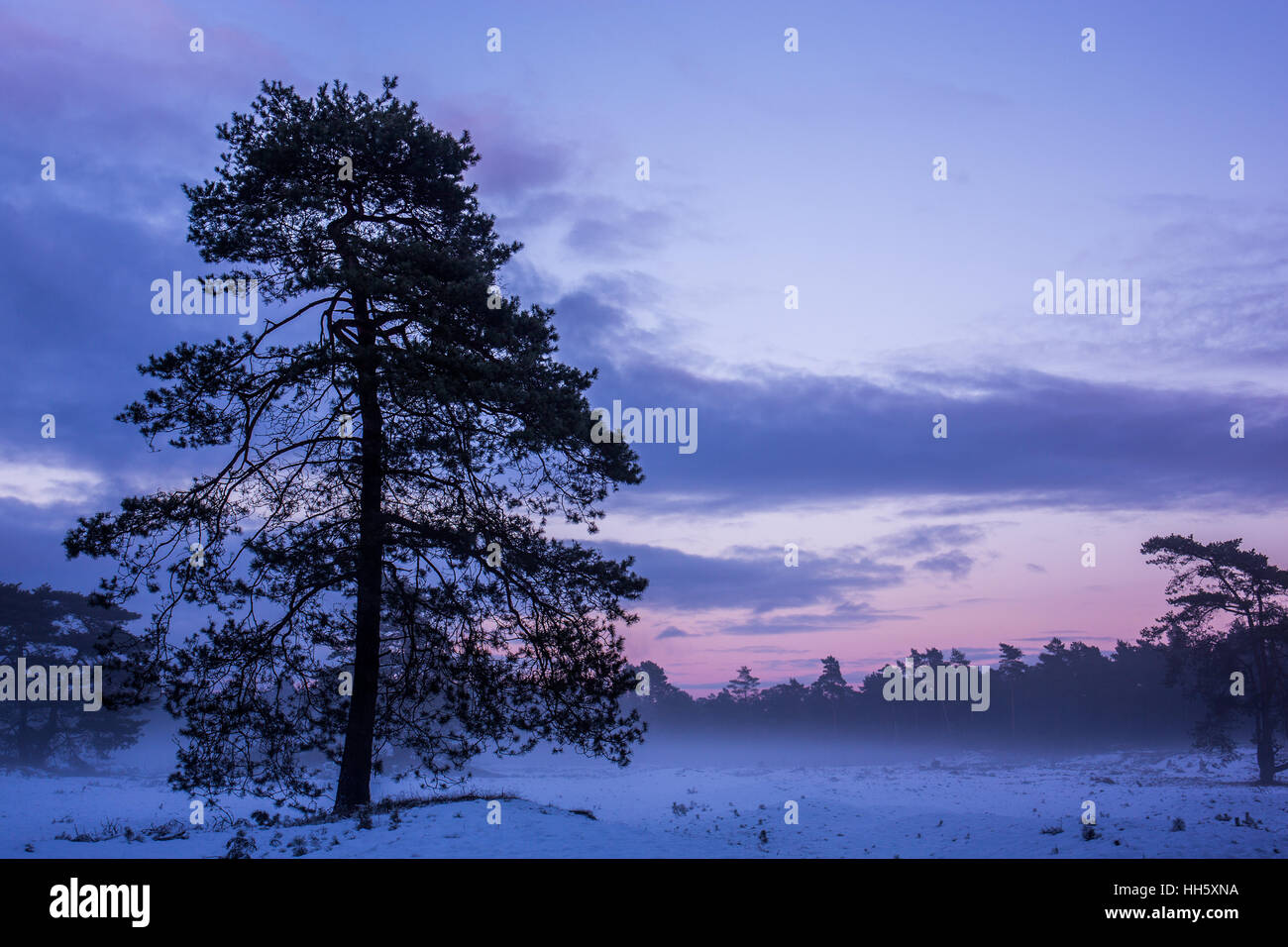 Violet sky during sunset with single tree in the foreground Stock Photo