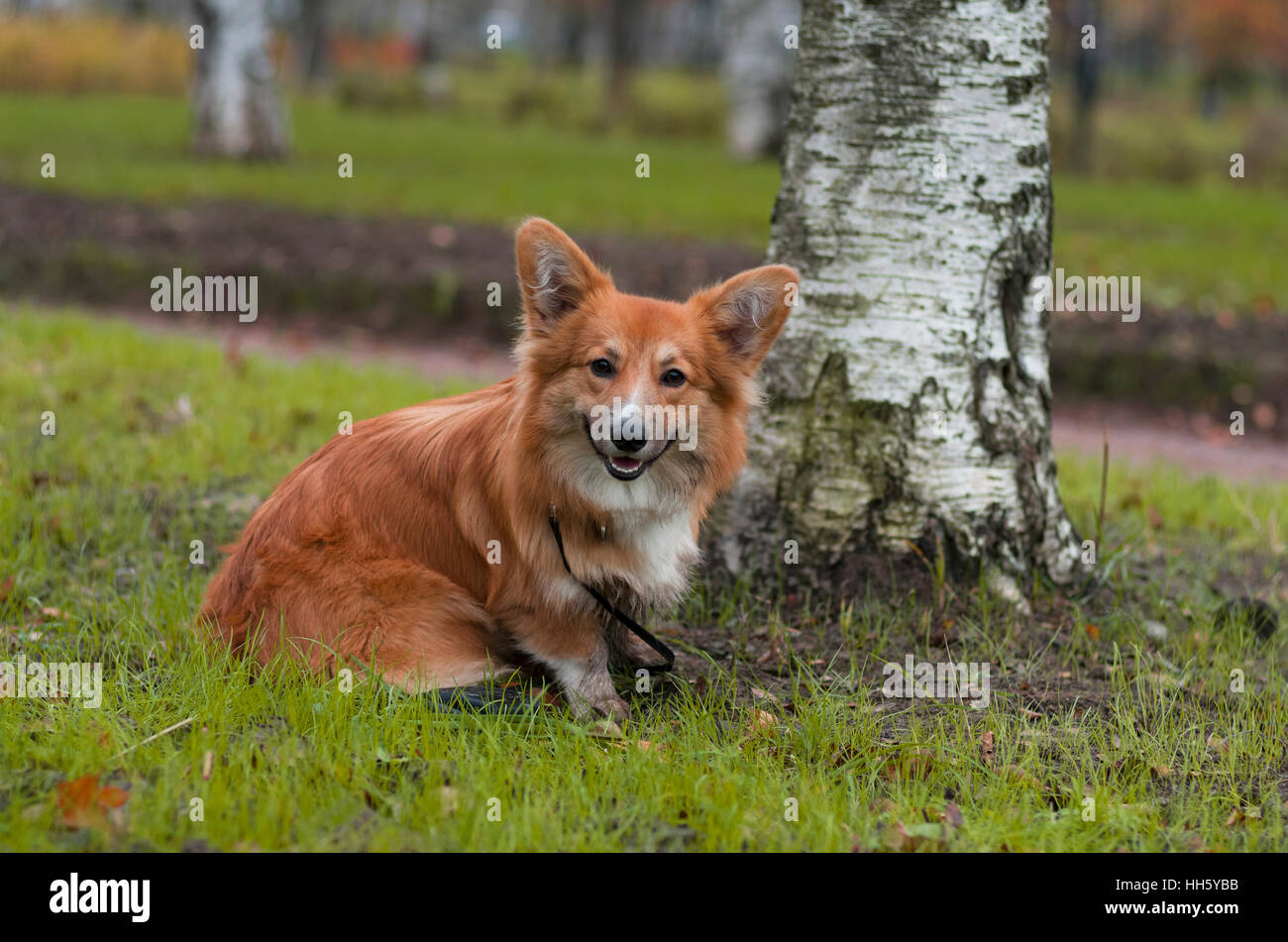 Photo of a curious corgi dog (breed welsh pembroke corgi fluffy, red colored) sitting near the birch on the green grass Stock Photo