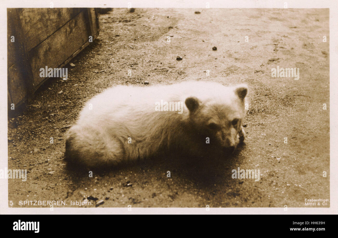 Young Polar Bear - Spitzbergen, Norway Stock Photo