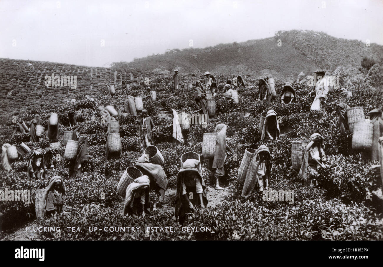 Tea plantation workers, Ceylon (Sri Lanka) Stock Photo