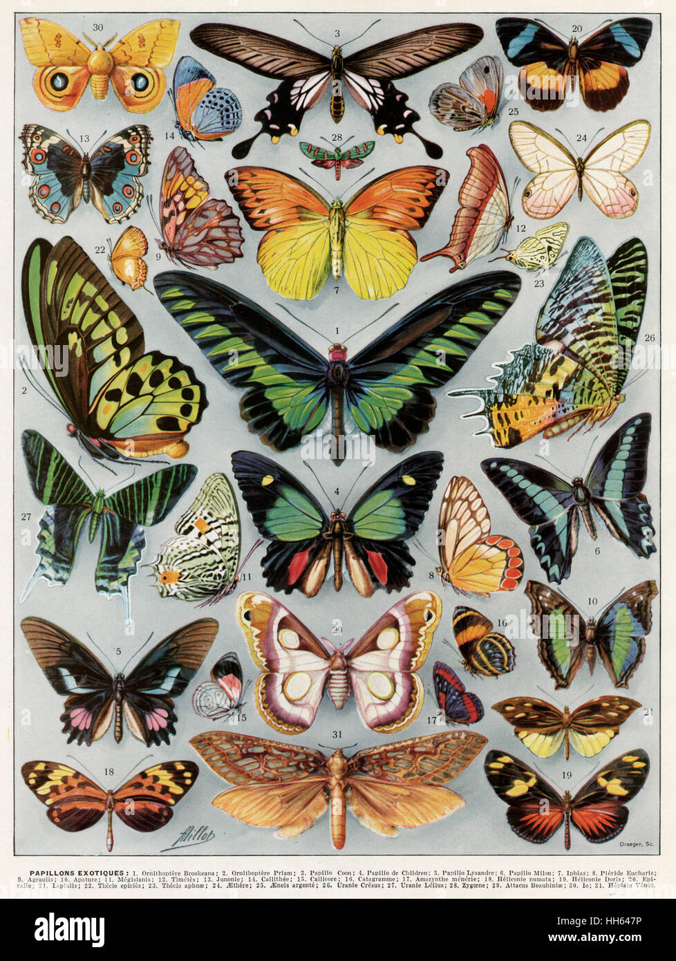 Variety of butterflies and moths Stock Photo Alamy