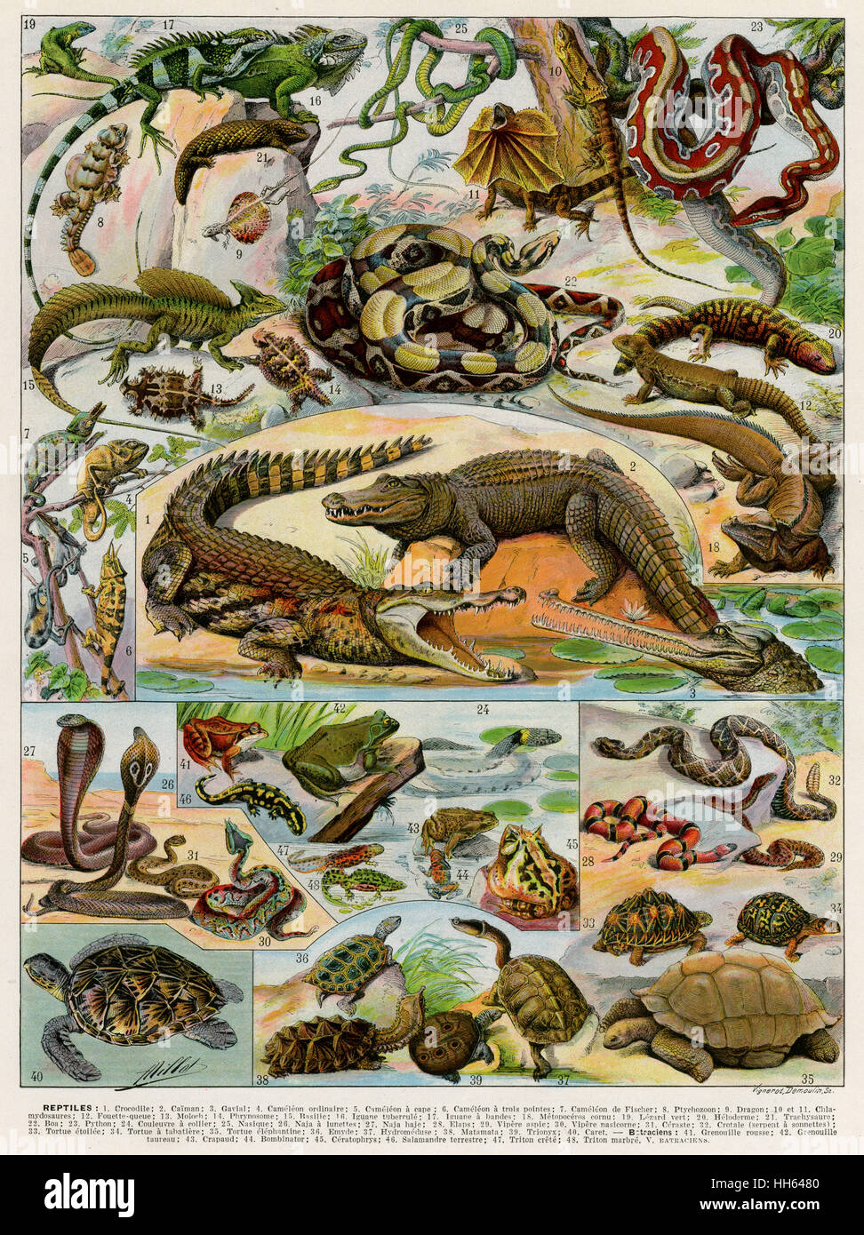 Reptiles Stock Photo