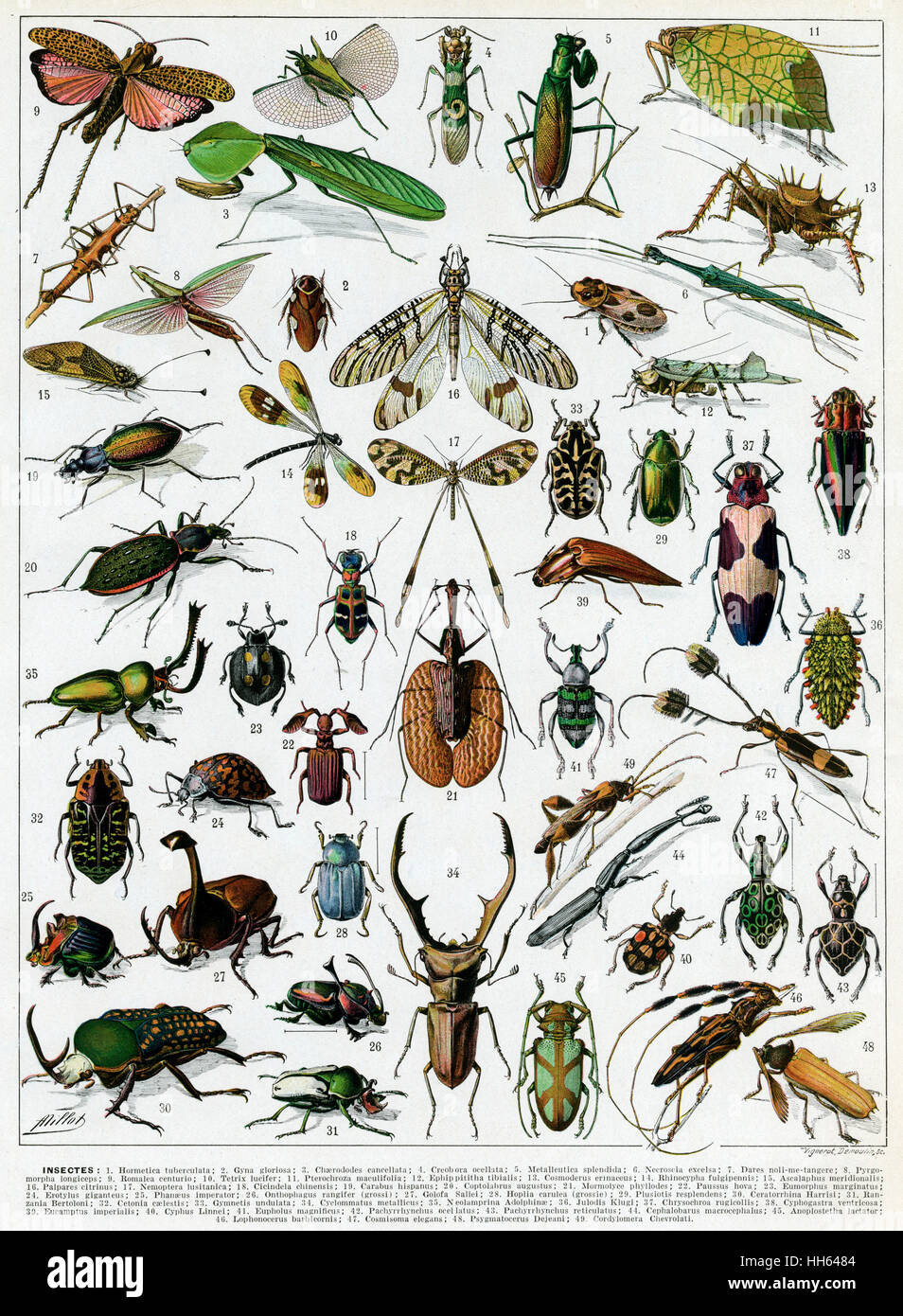 Insectes High Resolution Stock Photography And Images Alamy Insectes High Resolution Stock Photography And Images Alamy