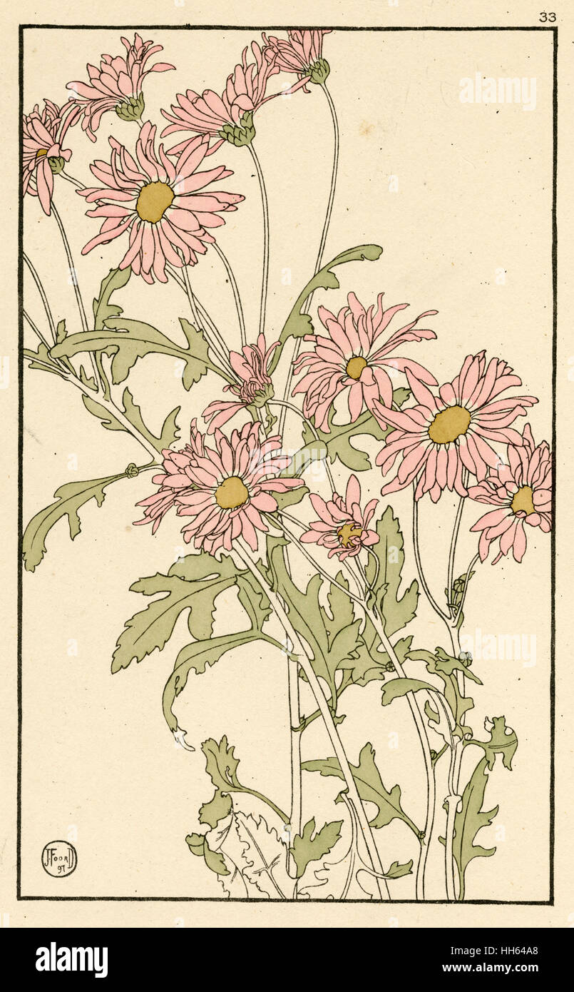 Single Pink Chrysanthemum Stock Photo