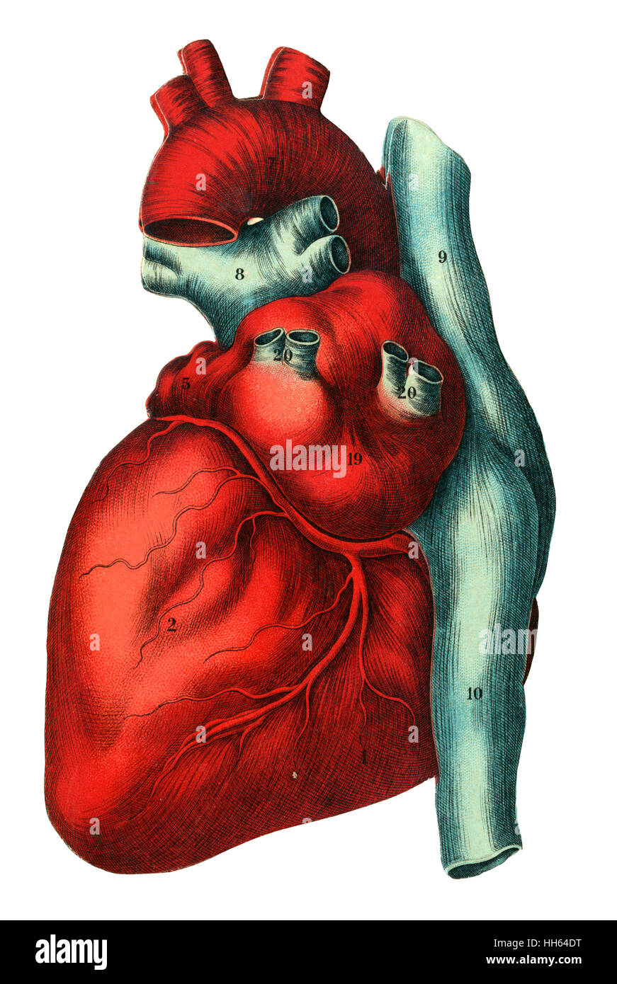 Illustration of a human heart - top of a layered anatomical fold-out in a medical book. Stock Photo