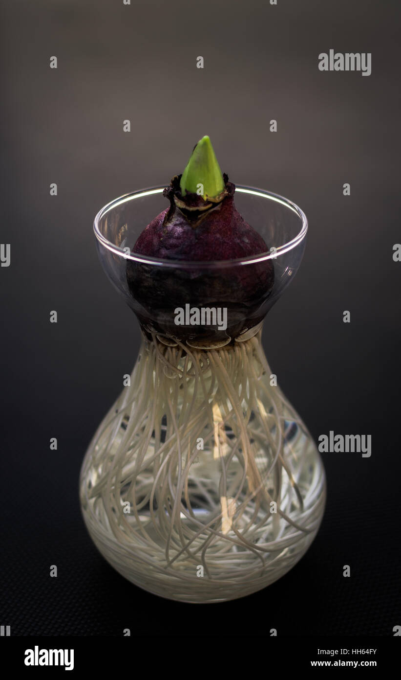 Sprouting Hyacinth bulb growing without soil Stock Photo Alamy