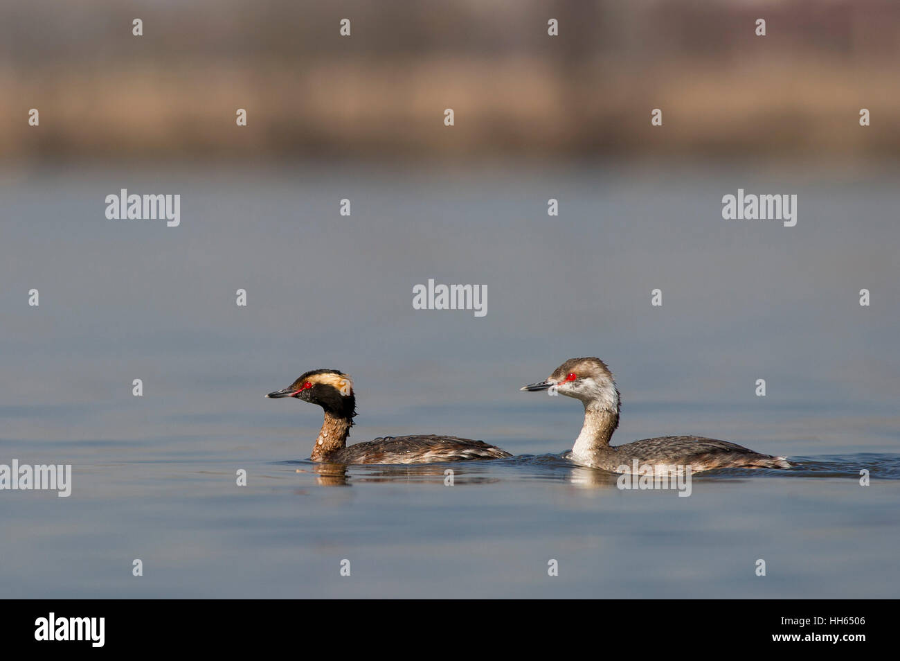 A pair of Horneg Grebes swimming on a calm river on a sunny day. Stock Photo
