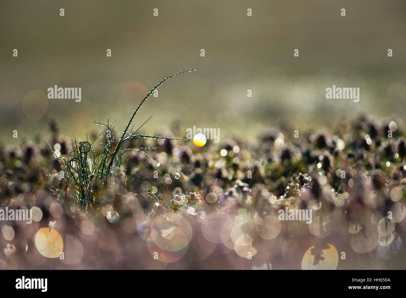 A clump of tall grass wet with morning dew stands out in an open field glowing in the morning sun. Stock Photo