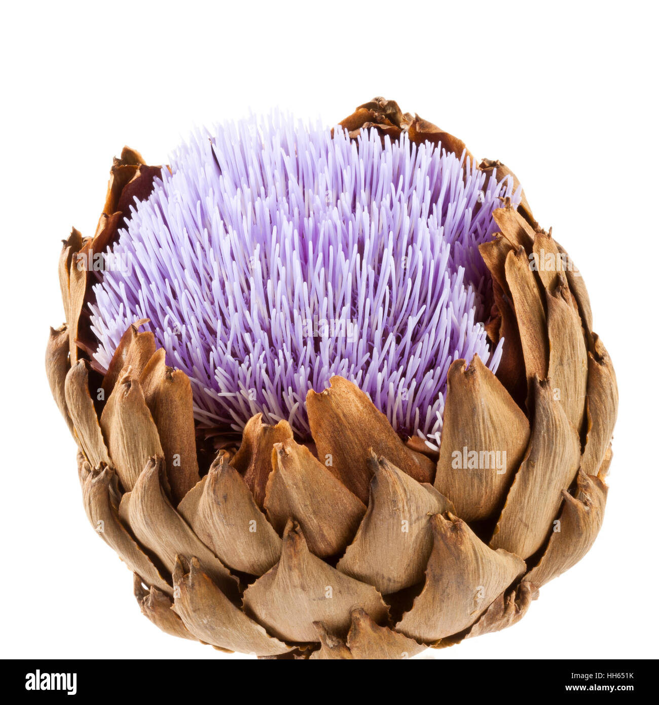 Purple flower of an Artichoke Stock Photo